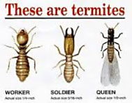 termite examples